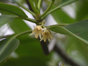 Small, fuzzy mangrove flowers nestled among thick, leathery green leaves