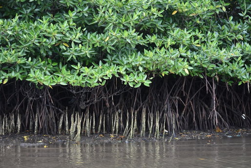 Mangrove in Puerto Princesa, Palawan
