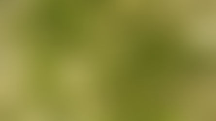 World Seagrass Day: Learn more about the wonders of this often overlooked ecosystem