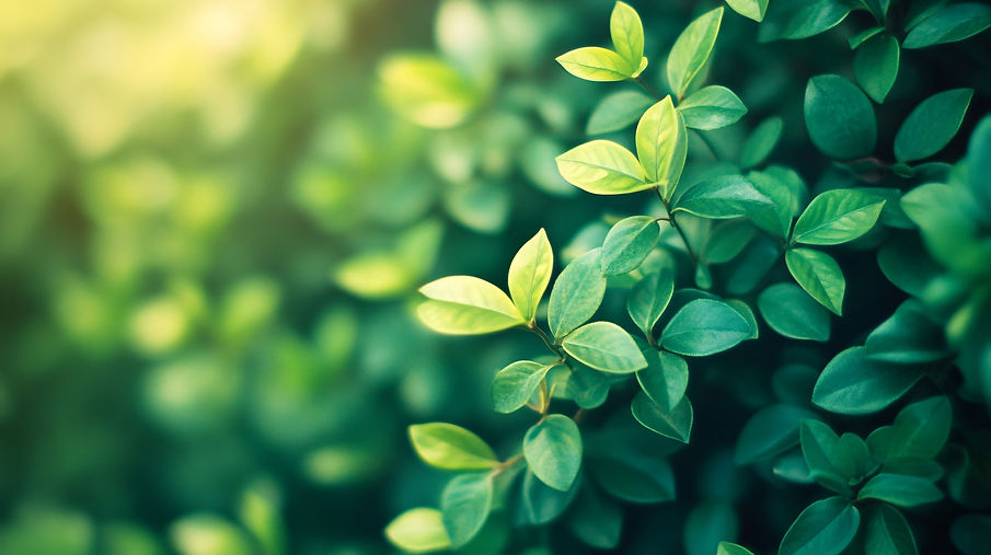 medium-vecteezy_a-lush-green-bush-with-leaves-that-are-full-and-vibrant_54451652_medium.jp
