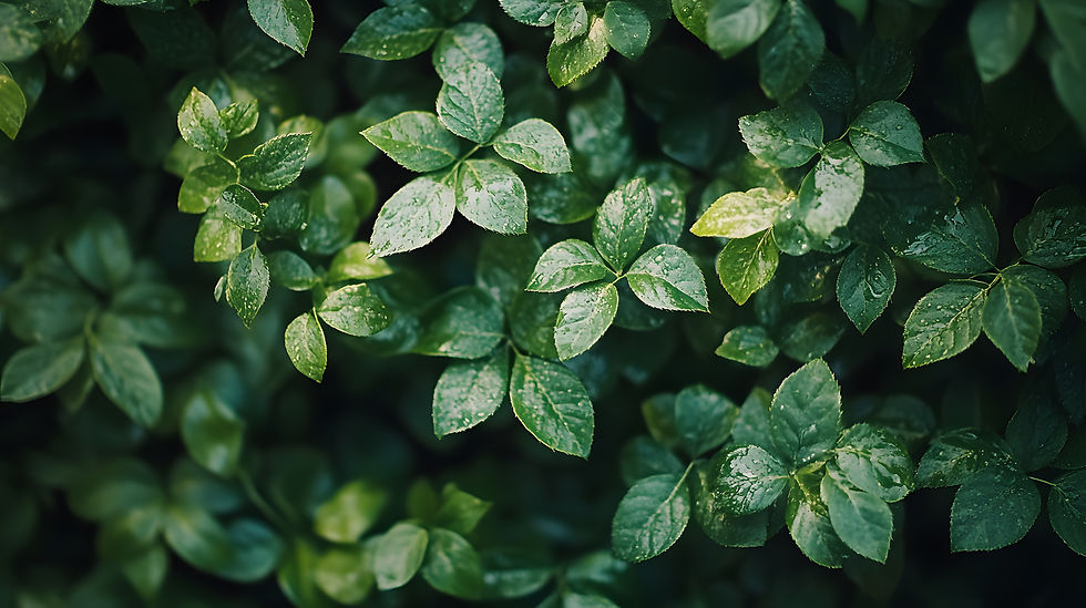medium-vecteezy_a-lush-green-bush-with-leaves-that-are-wet_53826634_medium (1).jpg