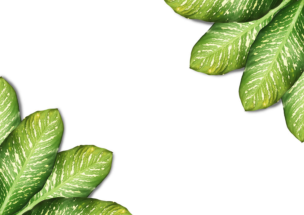 medium-vecteezy_flat-lay-layout-of-tropical-leaves-green-on-white-background_12751961_medi