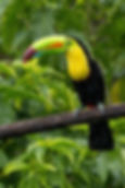costa-rica-9301364_1280.jpg