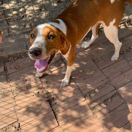 💮🐕Pluto🐕💮