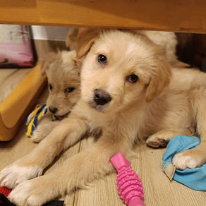 Bony(reserved)