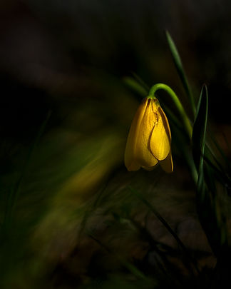 nature-35.jpg