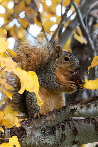 wildlife-26.jpg