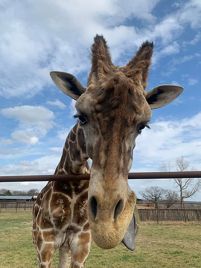 A giraffe at Arbuckle Wilderness Park