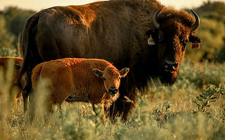 Bison at Cross Point Bison Ranch