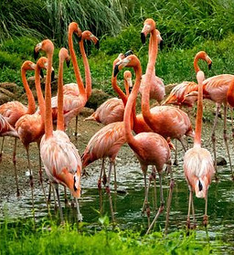 flamingo-flock.jpg