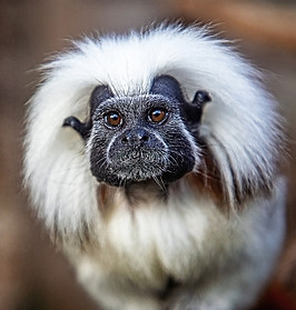 cotton top tamarin website silte.jpg