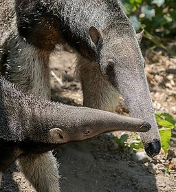 anteater-and-baby.jpg