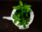A white tea kettle pot with peppermint leaves
