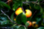 Persimmons on a tree, an option for fall tea