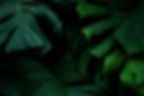 plantas verdes.jpg