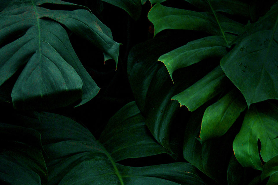 plantas verdes.jpg