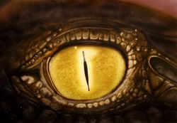 L Oeil du Croco