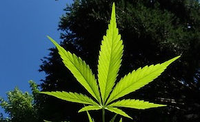 Big_Cannabis_Leaf_small.jpg