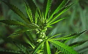 cannabis-plant_small.jpg