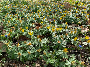 Spring is Coming!