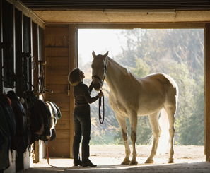 cheval dans une écurie