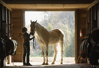 Horse Stall Portrait