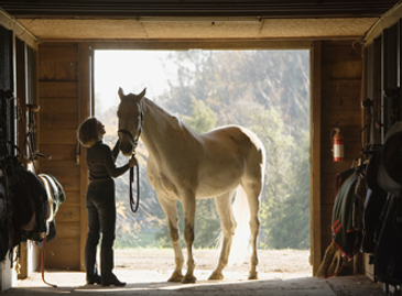 Horse Stall Portrait