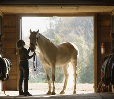 Horse Stall Portrait