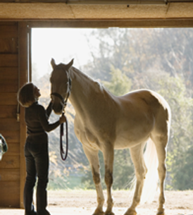 Horse and Caretaker