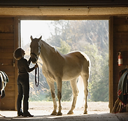 A woman takes care of a horse in a stable