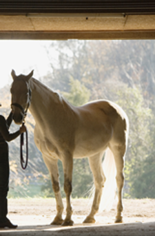 Horse Stall Portrait