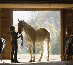 Horse Stall Portrait