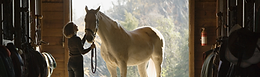 Reiten Pferde Tunir Villa Finca Costa Blanca