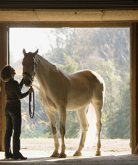 Horse Stall Portrait