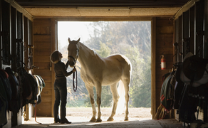 Equine & Farming - What is the ideal type of technical information required to produce an R&D claim?