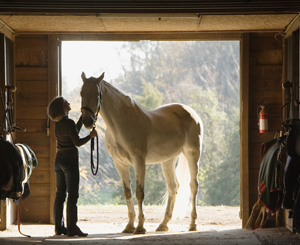 Horse Stall Portrait