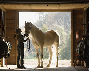 Horse Stall Portrait