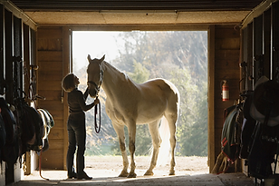 Horse Stall Portrait