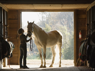 Horses Die from Contaminated Feed