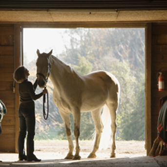 Horse and Caretaker