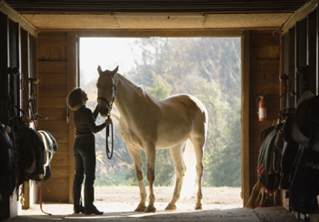 Horse Stall Portrait