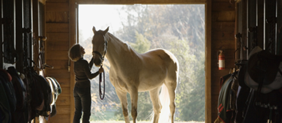 Horse Stall Portrait