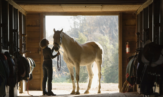 Horse Stall Portrait