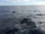 Dauphins à Lovina