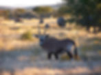 Concentré d'animaux au Parc d'Etosha