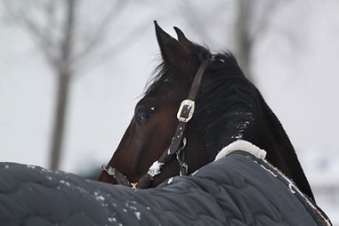 Winter horse looking back.jpg
