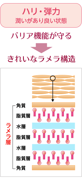 ダイナテラHR100美容液, ３つのヒアルロン酸,ヒアルロン酸Na,ヒアロベール,ヒアロリペア,肌の潤い,シワたるみの原因,バリア機能,シワ,たるみ,若返る,ハリ,弾力,目尻のシワ,法令線,肌にハリがない,肌がくすむ,肌荒,実年齢より老けて見られる,ラメラ構造