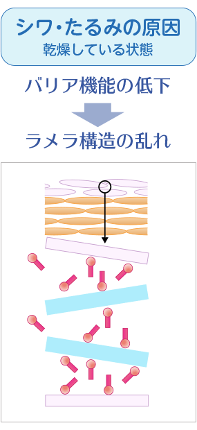 ダイナテラHR100美容液, 3つのヒアルロン酸,ヒアルロン酸Na,ヒアロベール,ヒアロリペア,肌の潤い,シワたるみの原因,バリア機能,シワ,たるみ,若返る,ハリ,弾力,目尻のシワ,法令線,肌にハリがない,肌がくすむ,肌荒,実年齢より老けて見られる,ラメラ構造の乱れ