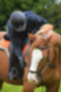 Image of a rider on a chestnut horse. The horse is looking back towards the riders outstretched hand