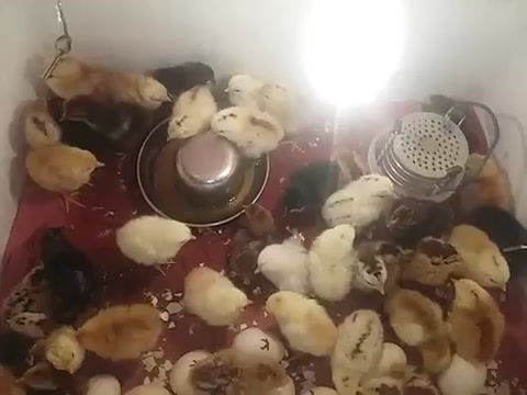 Thumbnail: DAMARU 100 Egg Capacity Semi Automatic Thermocol Incubator / Chicken Duck